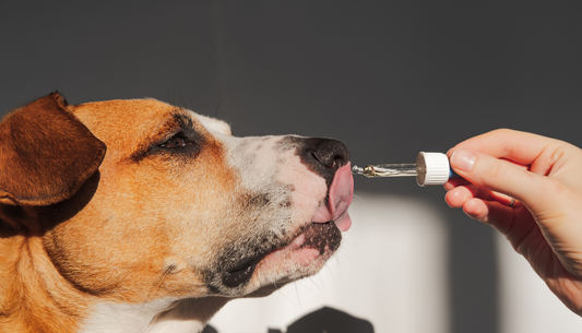 Why Are So Many Vets Recommending Salmon Oil for Pets?